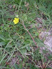 Potentilla multifida, photograph (c) F. Bemmerlein-Lux, some rights reserved (CC BY)