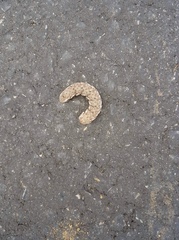 Proserpinus proserpina