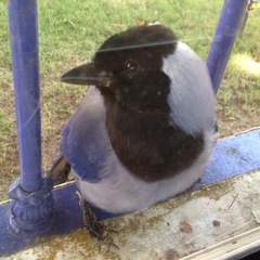 Cyanocorax violaceus
