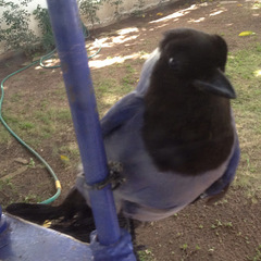 Cyanocorax violaceus
