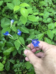 Delphinium alabamicum