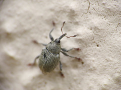 Sibinia viscariae