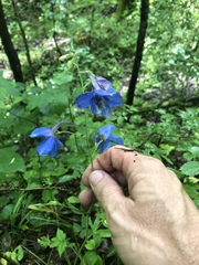 Delphinium alabamicum