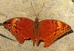 Bebearia orientis malawiensis