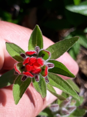 Castilleja arvensis pastorei