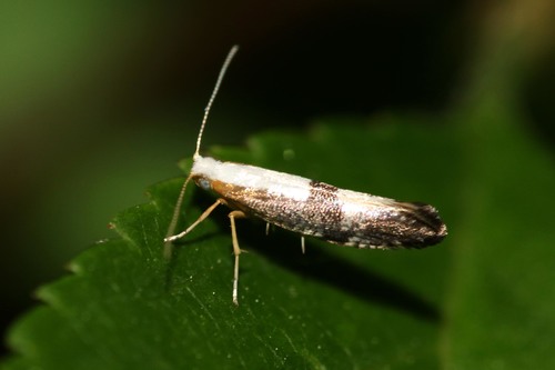 Argyresthia spinosella Stainton, 1849