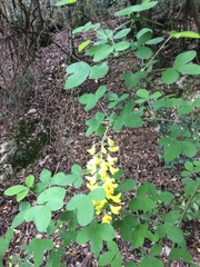 Laburnum anagyroides