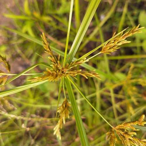 Ricefield flatsedge (Cyperus iria)