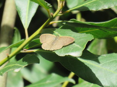 Paryphthimoides poltys