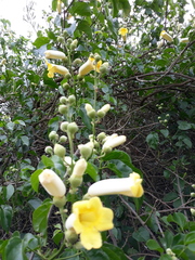 Amphilophium crucigerum