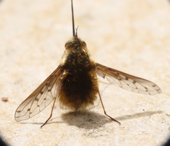 Bombylius medius