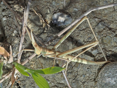 Acrida turrita