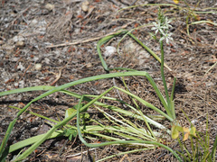Ornithogalum narbonense