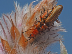 Rhagonycha nigritarsis