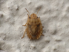 Sciocoris sulcatus