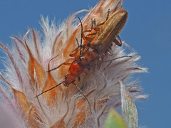 Rhagonycha nigritarsis