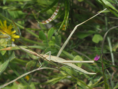 Acrida turrita