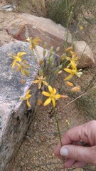 Bloomeria crocea