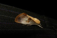 Westermannia superba