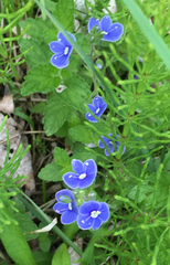Veronica chamaedrys chamaedrys