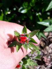 Castilleja arvensis pastorei