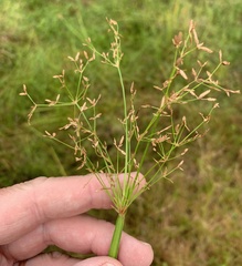 Naked sedge (Cyperus denudatus)