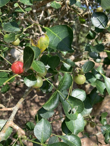 Commiphora neglecta