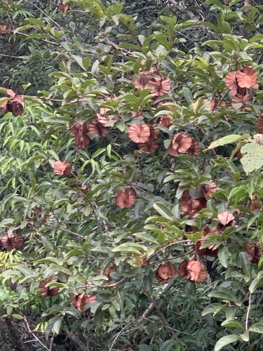 Maputaland Bushwillow (Combretum mkuzense)