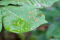 Phylloxera caryaefallax