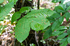 Phylloxera caryaefallax