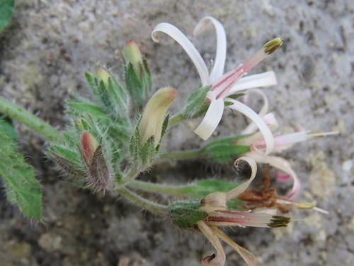 Symphytum creticum (Symphytum creticum)