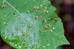 Phylloxera caryaefallax