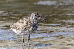 Tringa semipalmata semipalmata