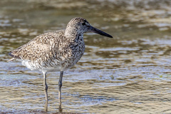 Tringa semipalmata semipalmata