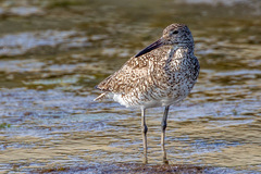 Tringa semipalmata semipalmata