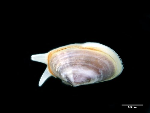 Psammobiidae