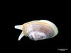 Modest Sunset Clam - Photo (c) dr.scott.mills, some rights reserved (CC BY-SA), uploaded by dr.scott.mills