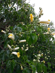 Amphilophium crucigerum