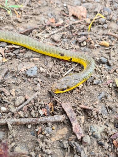 Common Tree Snake sighting
