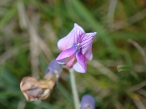 Bitter vetch (Lathyrus linifolius)