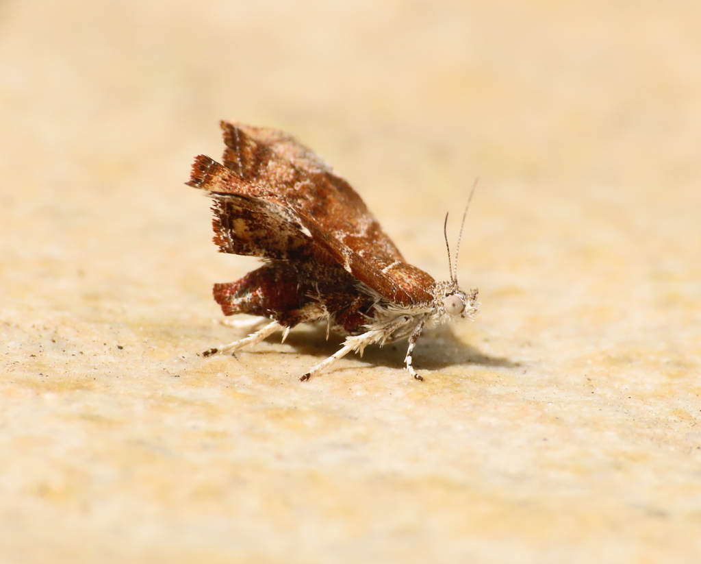 Choreutis nemorana