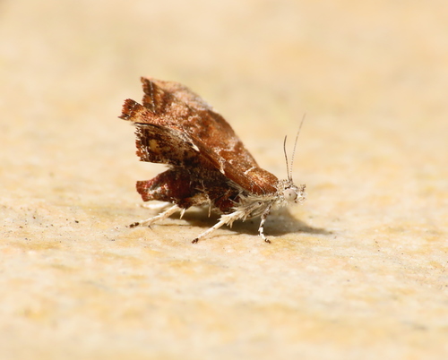fig-tree skeletonizer moth