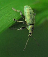 Phyllobius pomaceus