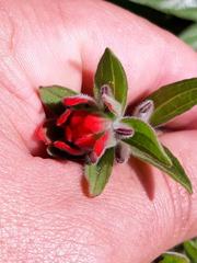 Castilleja arvensis pastorei