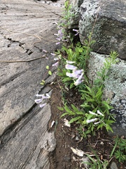Penstemon canescens