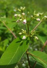 Apocynum × floribundum