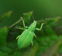 Polydrusus planifrons