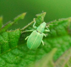 Polydrusus planifrons