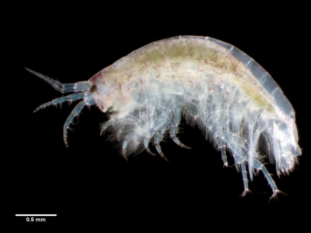 Paracorophium