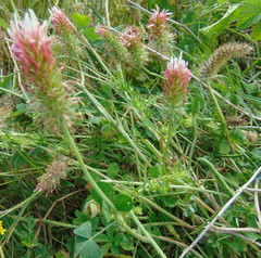 Trifolium incarnatum molinerii